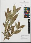 Foto von Salix pentandra L.
